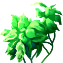 Softleaf Herb
