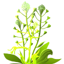 Stinging Nettle