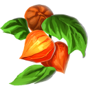 Lantern Berry
