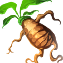 Mandrake Root