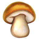 Porcini