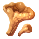 Chanterelle