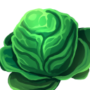 Cabbage