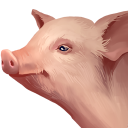 Pig